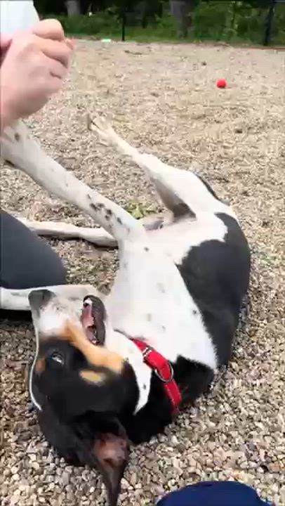 Enlarge Narwhal, a Adoptable mixed breed in Benld, IL video 1/3