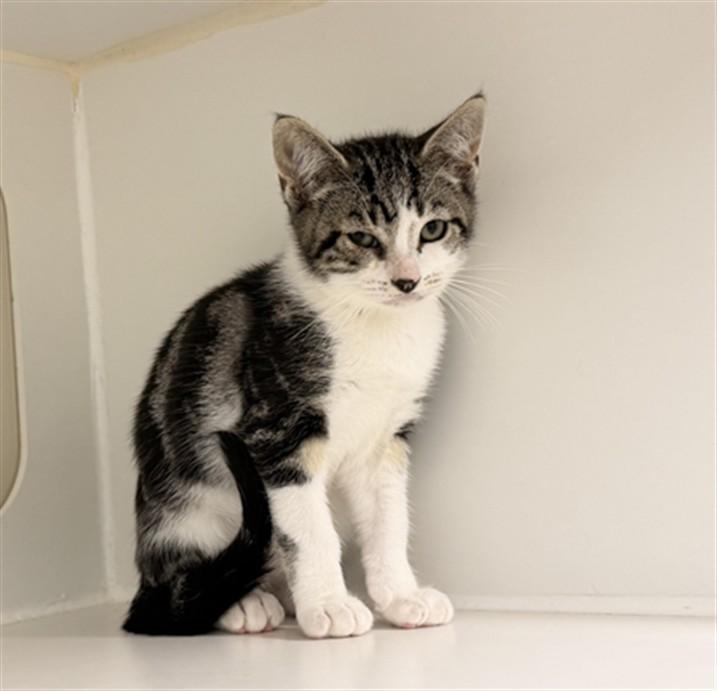Enlarge CRUZ, a Adoptable Domestic Short Hair in Hayward, CA image 1/1