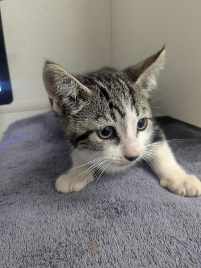 CRUZ, Adoptable, Kitten Male Domestic Short Hair.