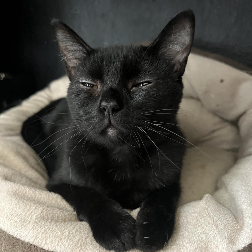 CARTWHEEL, Adoptable, Young Female Domestic Short Hair.