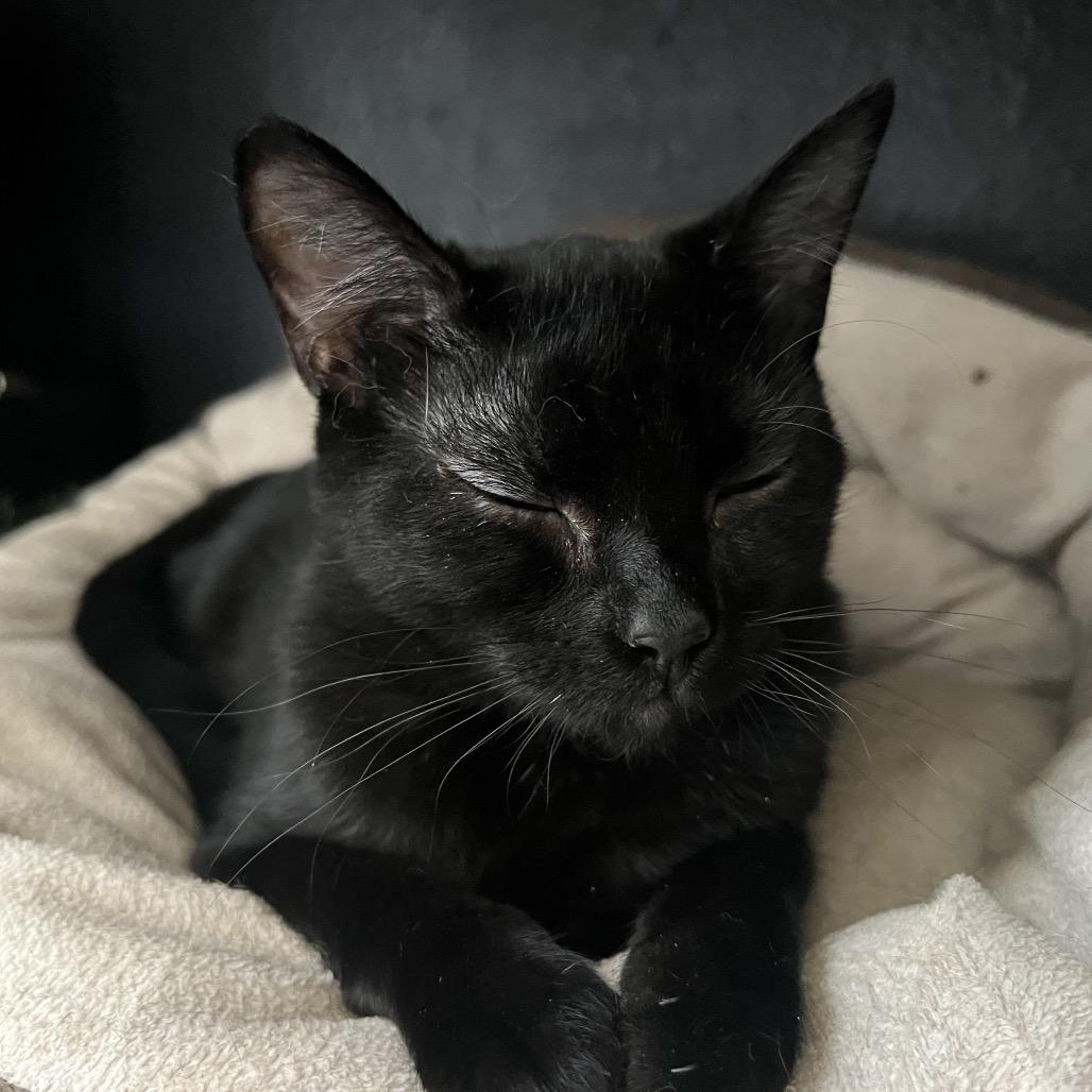 CARTWHEEL, a Adoptable Domestic Short Hair in San Antonio, TX image 2/2