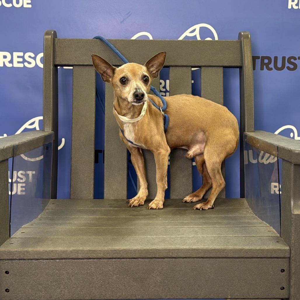 MICADO, Adoptable, Senior Male Chihuahua.