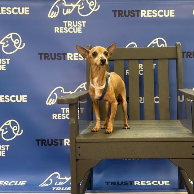 Enlarge MICADO, a Adoptable Chihuahua in Atco, NJ image 2/6