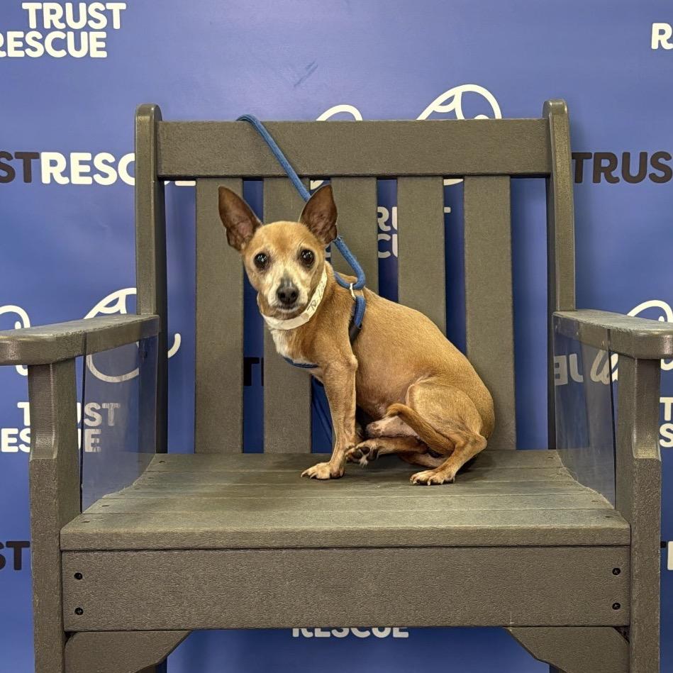 Enlarge MICADO, a Adoptable Chihuahua in Atco, NJ image 3/6