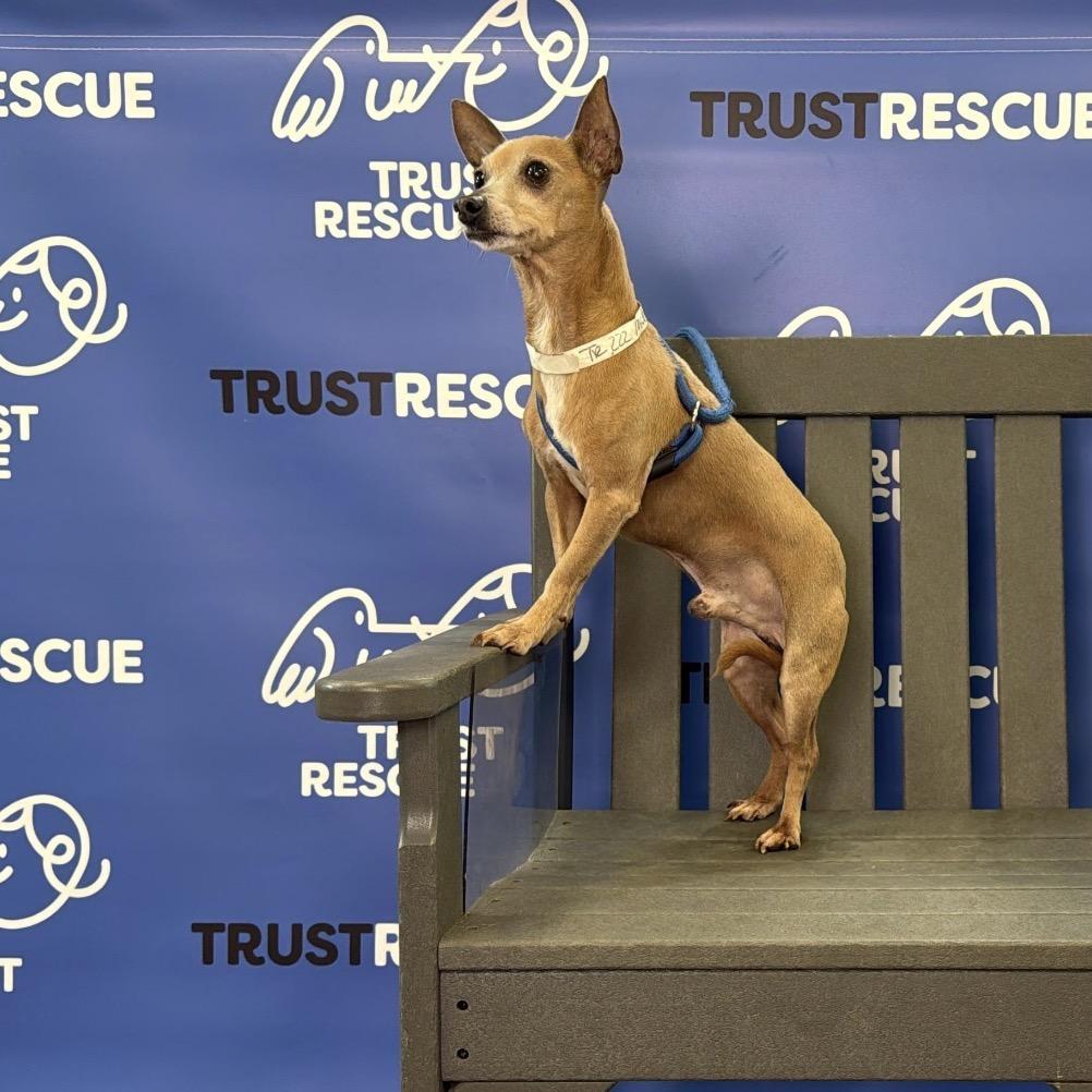 Enlarge MICADO, a Adoptable Chihuahua in Atco, NJ image 4/6