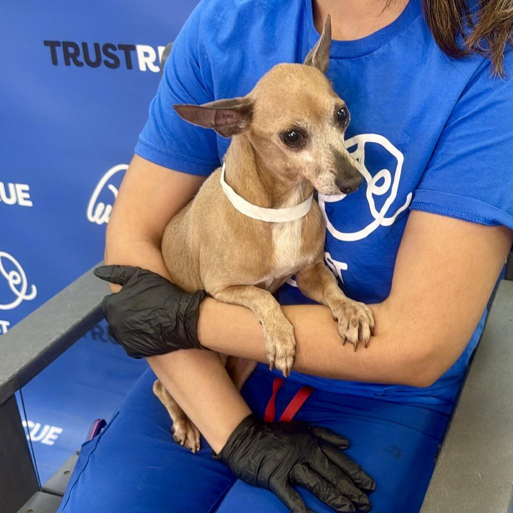 Enlarge MICADO, a Adoptable Chihuahua in Atco, NJ image 5/6