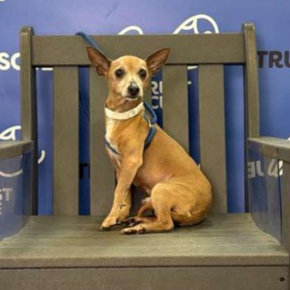 MICADO, Adoptable, Senior Male Chihuahua.