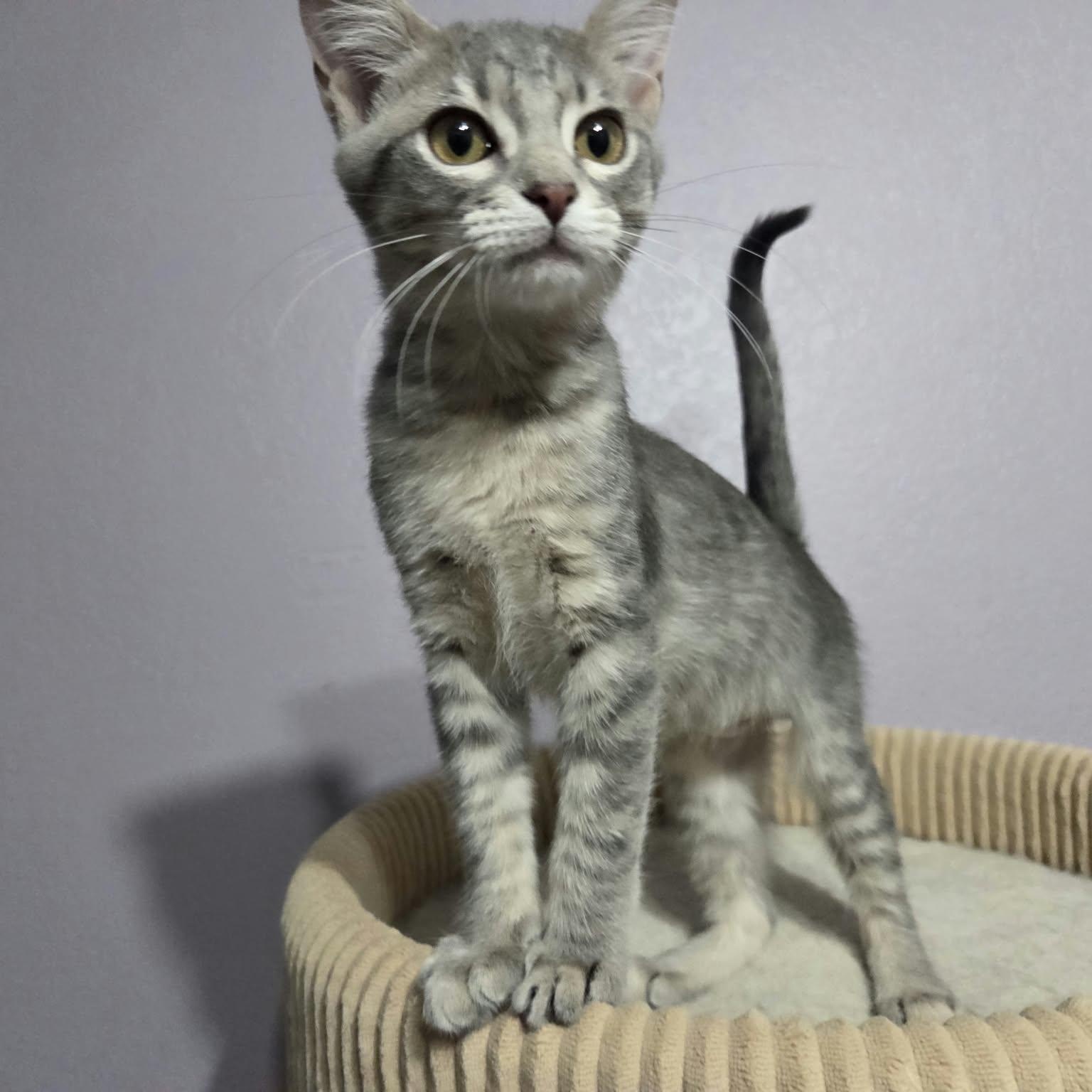 Enlarge CHEVELLE, a Adoptable Domestic Short Hair in Loveland, CO image 6/6