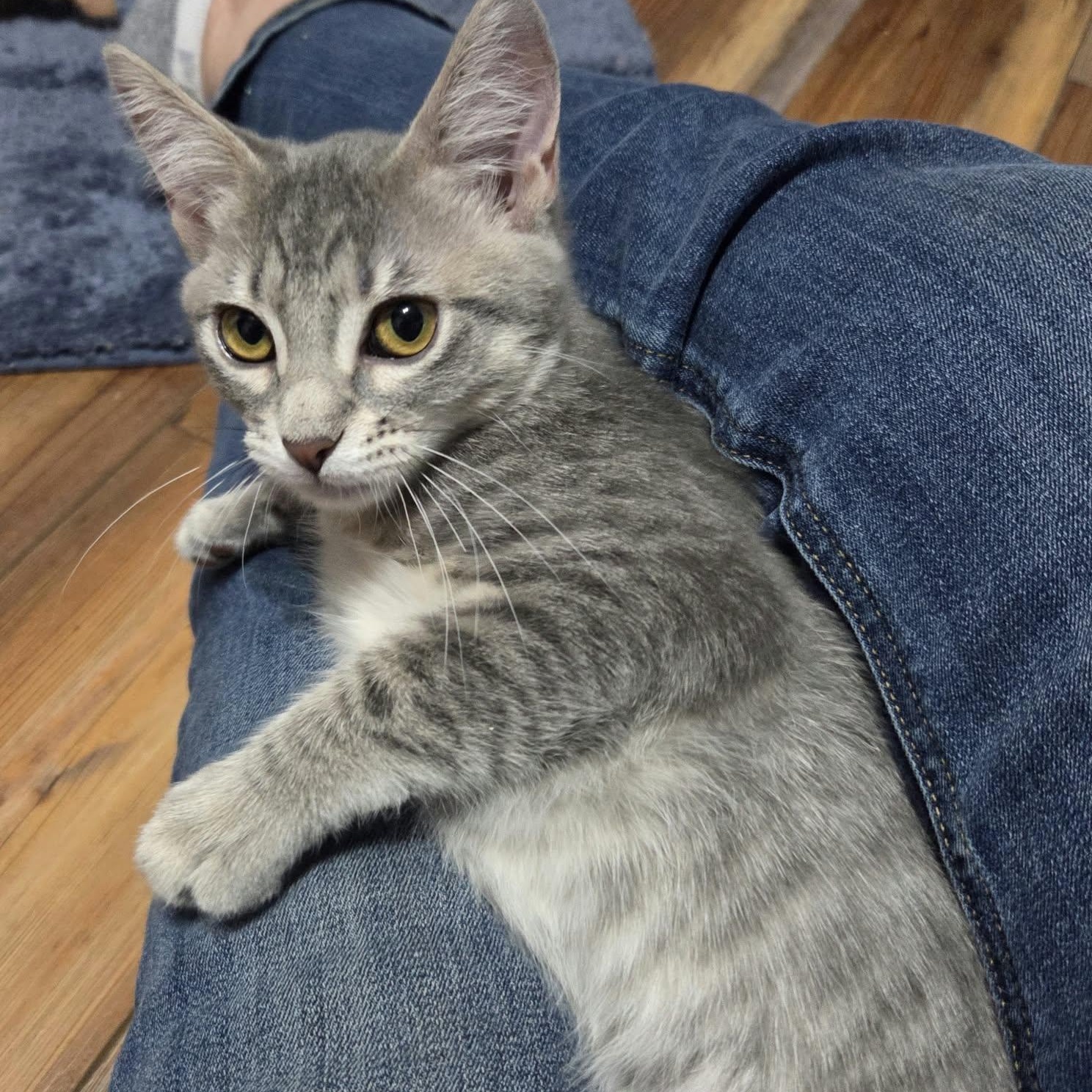 Enlarge CHEVELLE, a Adoptable Domestic Short Hair in Loveland, CO image 3/6