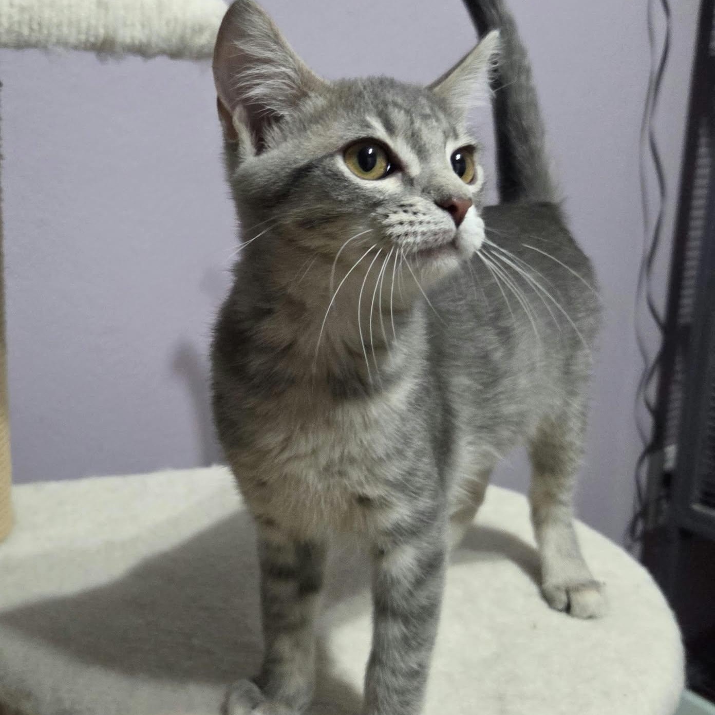 CHEVELLE, Adoptable, Kitten Female Domestic Short Hair.