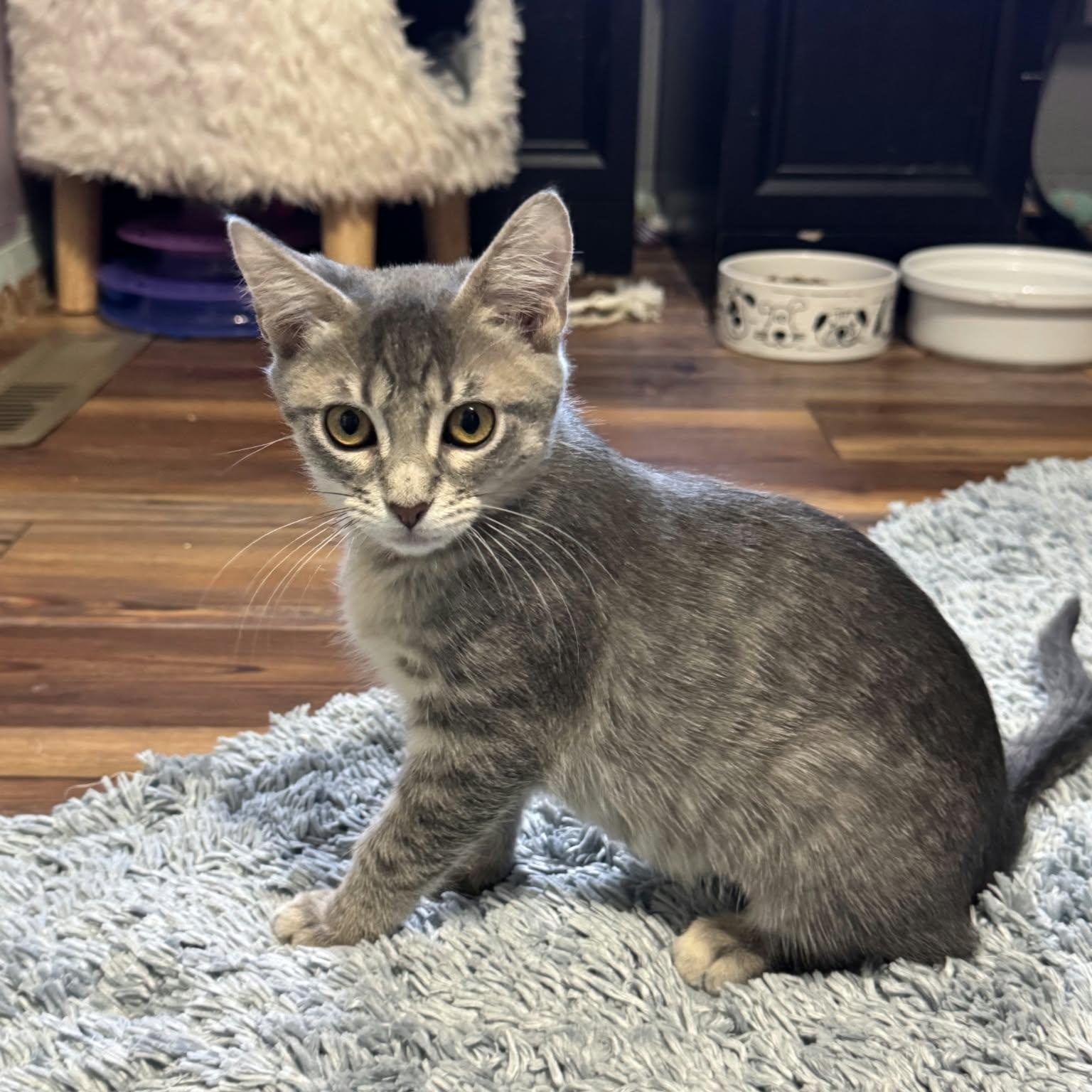 Enlarge CHEVELLE, a Adoptable Domestic Short Hair in Loveland, CO image 4/6