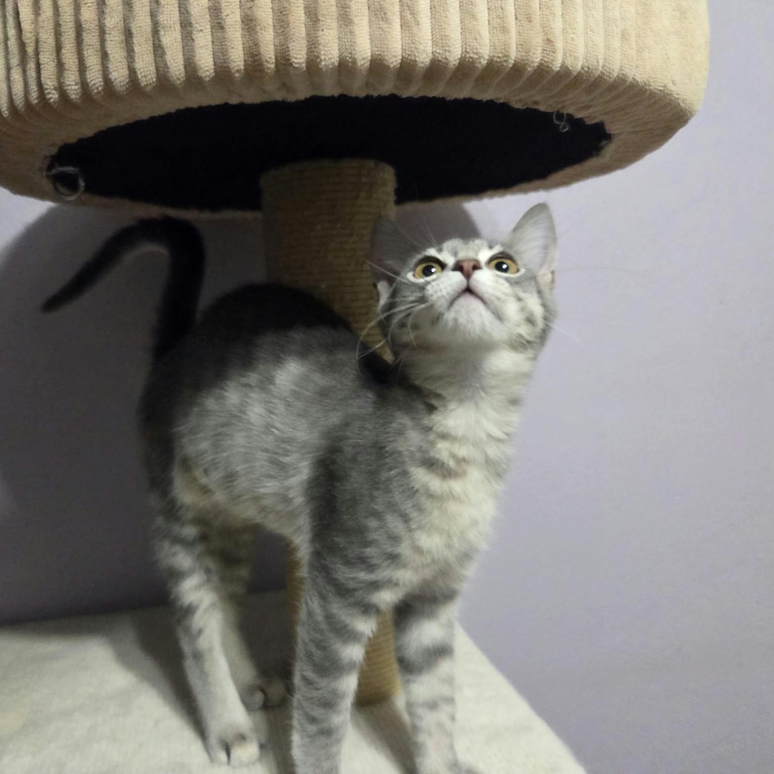 Enlarge CHEVELLE, a Adoptable Domestic Short Hair in Loveland, CO image 2/6
