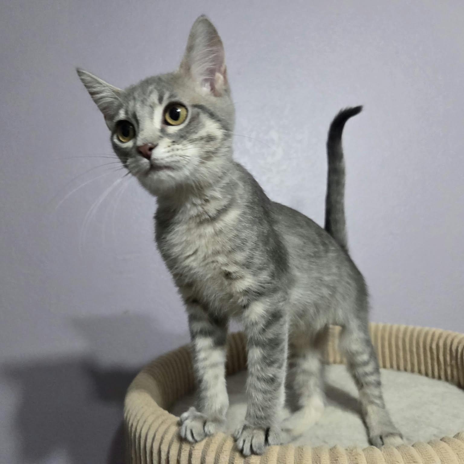 Enlarge CHEVELLE, a Adoptable Domestic Short Hair in Loveland, CO image 5/6