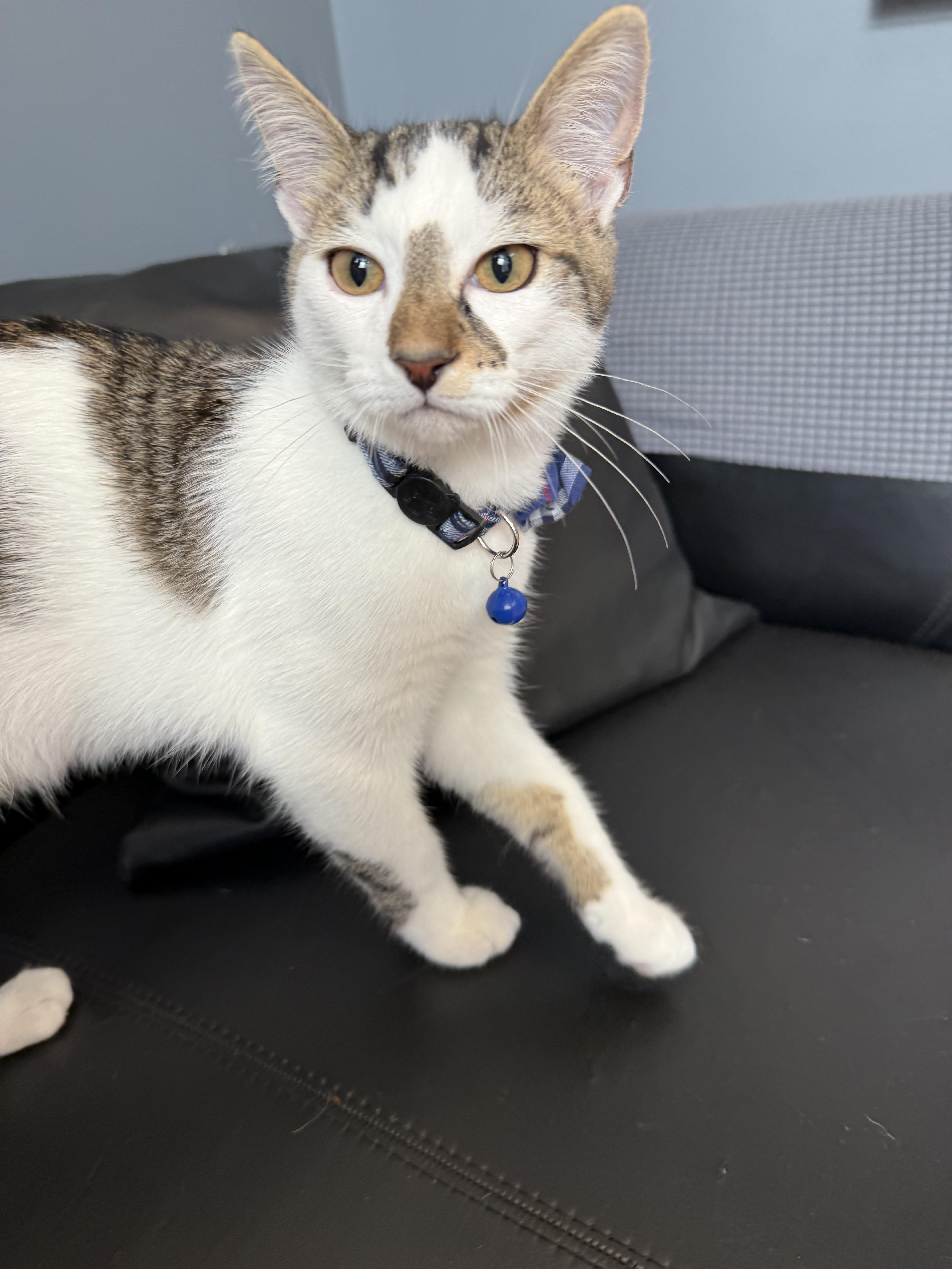 Enlarge Charlie kitten, a Adoptable Domestic Short Hair in Ponte vedra, FL image 2/4