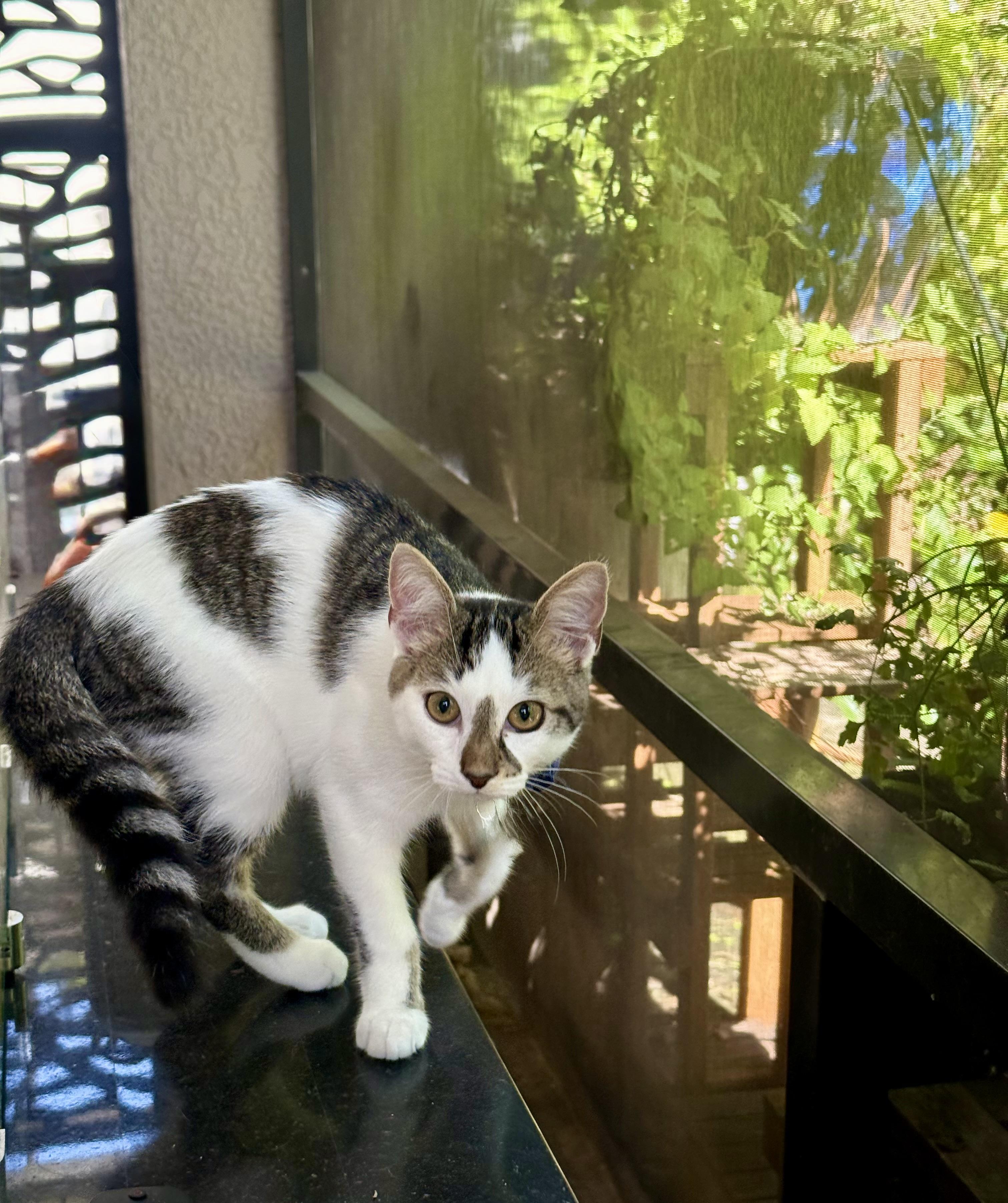 Enlarge Charlie kitten, a Adoptable Domestic Short Hair in Ponte vedra, FL image 1/4