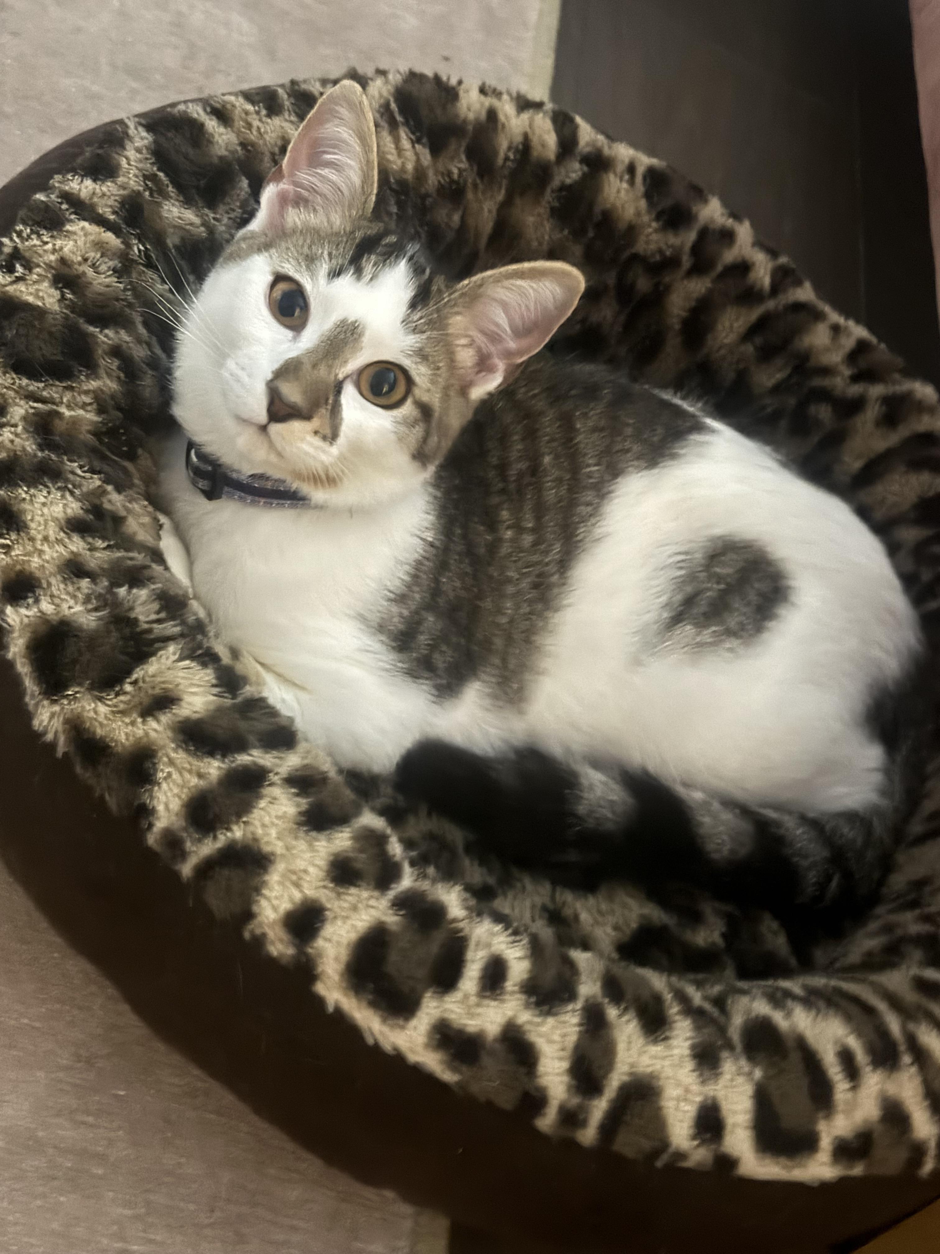 Enlarge Charlie kitten, a Adoptable Domestic Short Hair in Ponte vedra, FL image 4/4