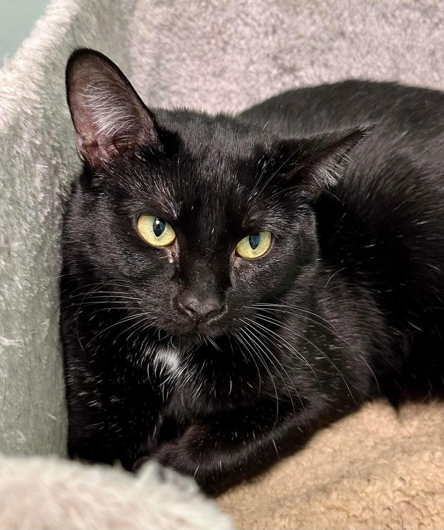 Enlarge Jolly, a Adoptable Domestic Short Hair in Champaign, IL image 1/3