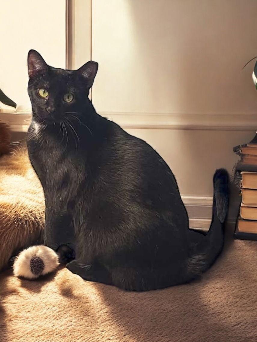 Enlarge Jolly, a Adoptable Domestic Short Hair in Champaign, IL image 2/3