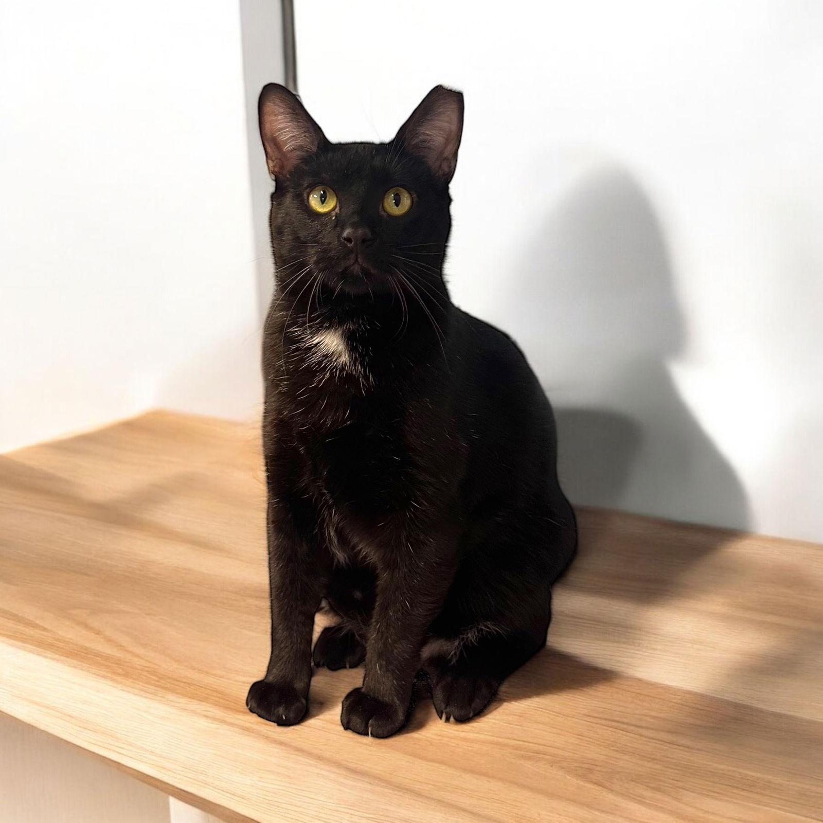 Enlarge Jolly, a Adoptable Domestic Short Hair in Champaign, IL image 3/3