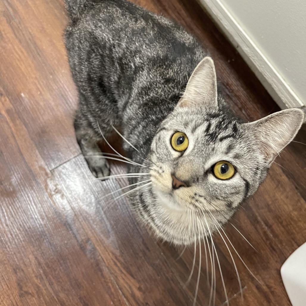 Squid, Adoptable, Adult Male Domestic Short Hair.