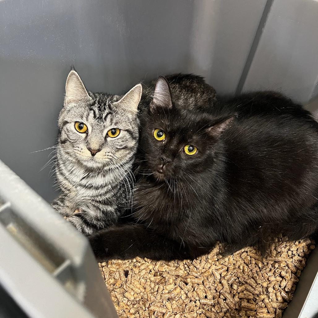 Enlarge Squid, a Adoptable Domestic Short Hair in Gibsonia, PA image 2/6