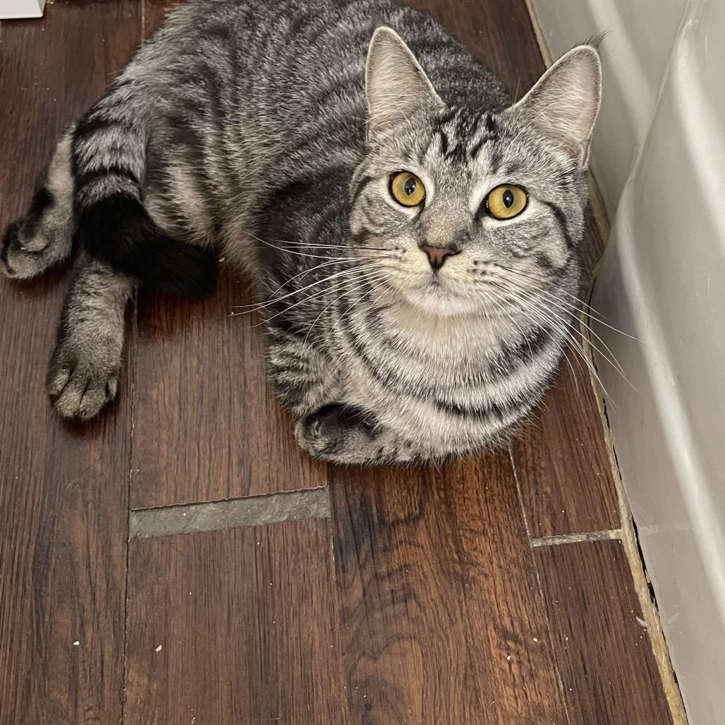 Enlarge Squid, a Adoptable Domestic Short Hair in Gibsonia, PA image 3/6