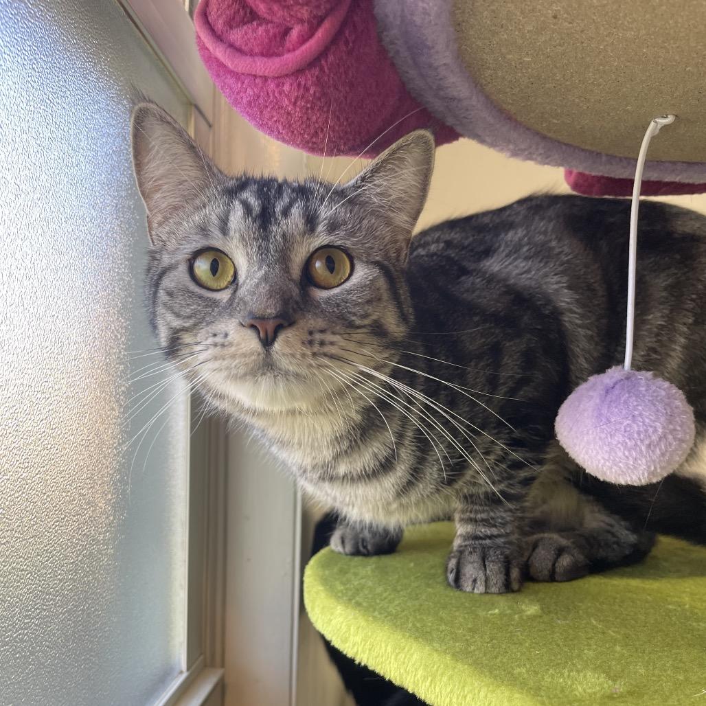 Enlarge Squid, a Adoptable Domestic Short Hair in Gibsonia, PA image 4/6