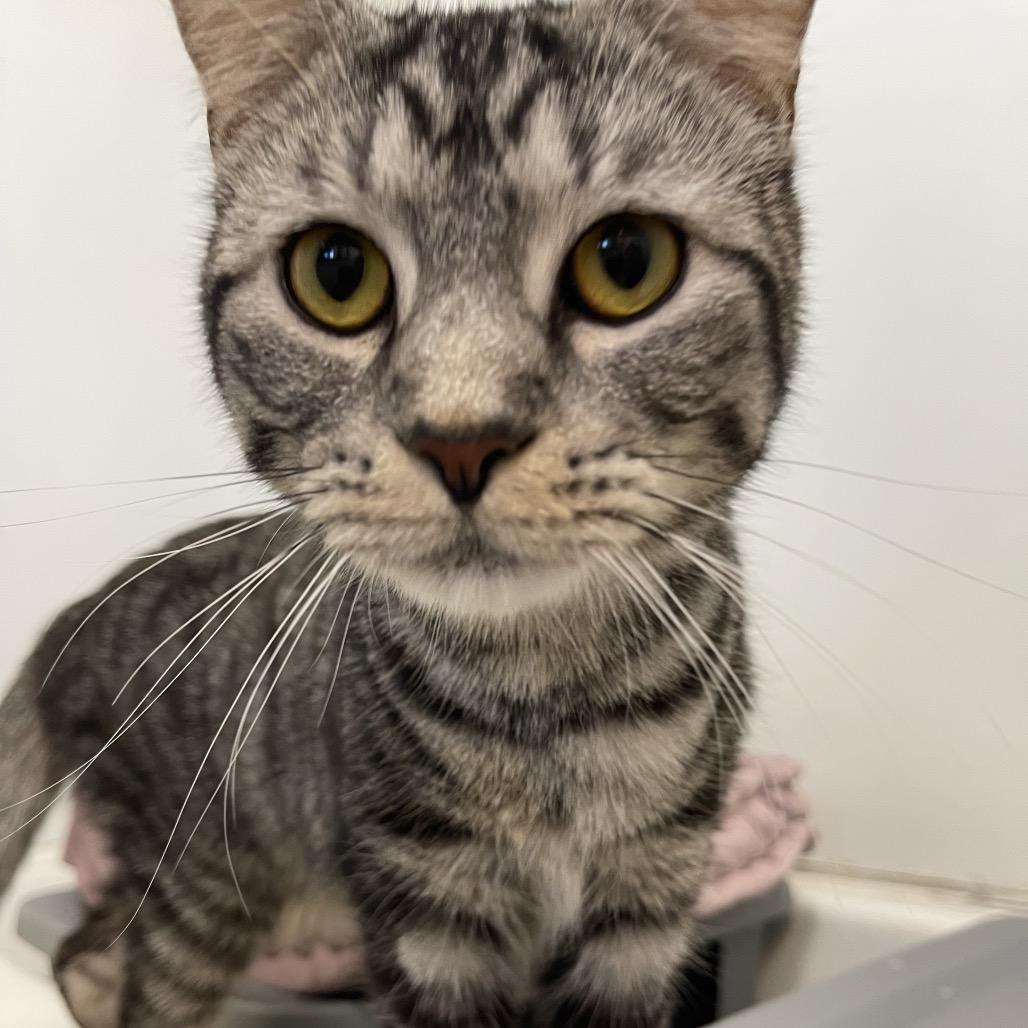 Enlarge Squid, a Adoptable Domestic Short Hair in Gibsonia, PA image 5/6