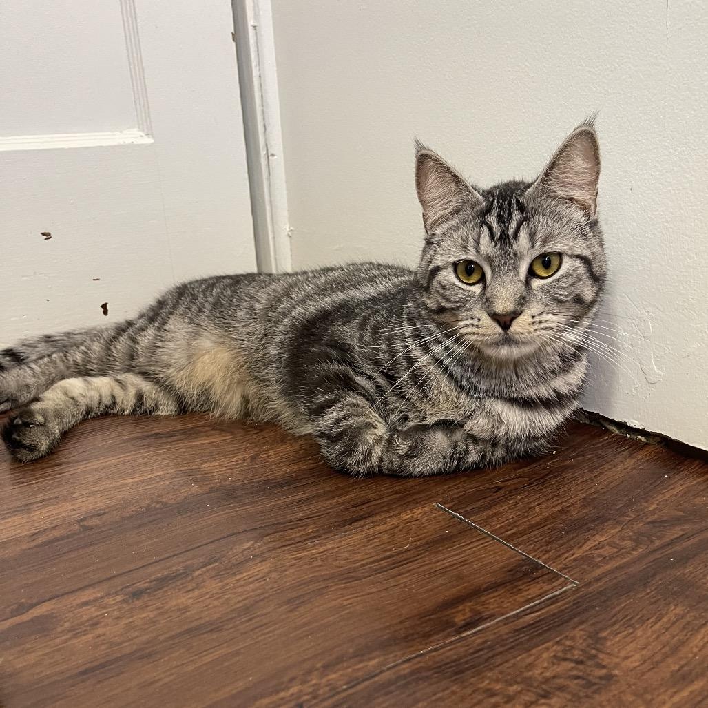 Enlarge Squid, a Adoptable Domestic Short Hair in Gibsonia, PA image 6/6