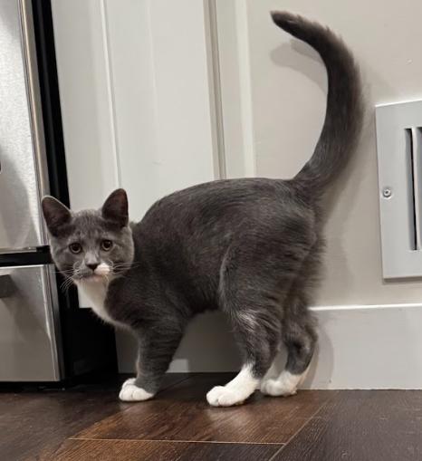 Floyd - In Foster, adoptable, Kitten Male Domestic Short Hair.