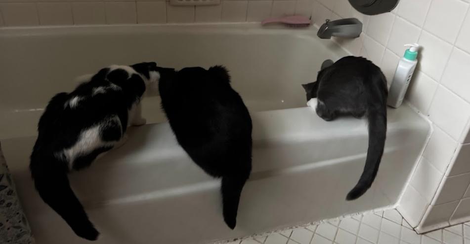 Enlarge Floyd - In Foster, an adoptable Domestic Short Hair in Kalamazoo, MI image 2/2