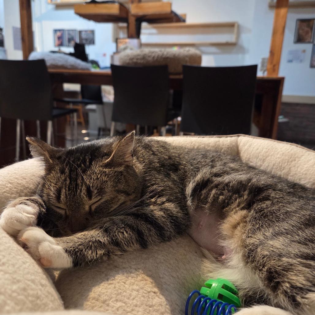 Cue, Adoptable, Adult Female Domestic Short Hair.