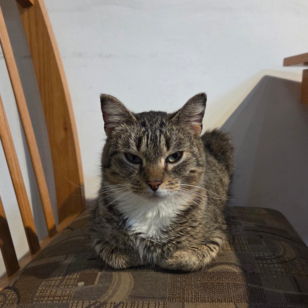 Enlarge Cue, a Adoptable Domestic Short Hair in North Battleford, SK image 2/3