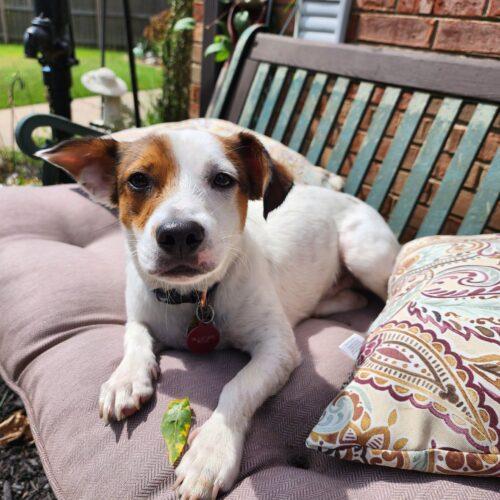 Jefferson, Adoptable, Puppy Male Parson Russell Terrier.