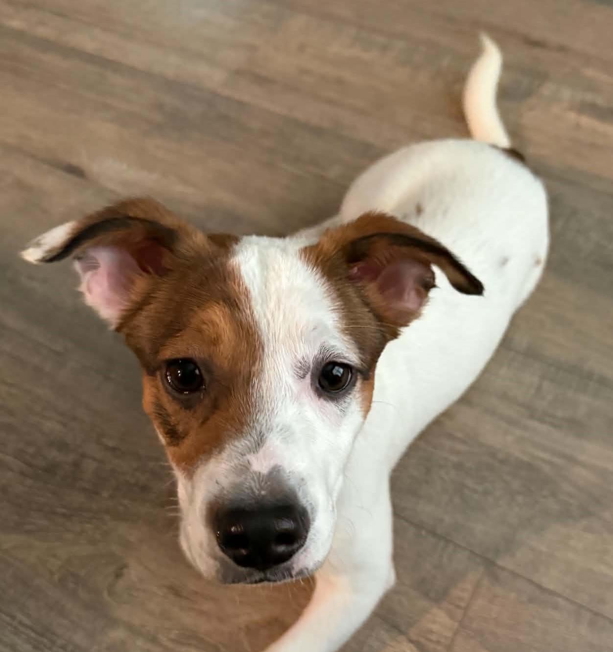 Jefferson, Adoptable, Puppy Male Parson Russell Terrier.
