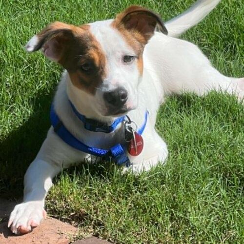 Jefferson, a Adoptable Parson Russell Terrier in Memphis, TN image 1/3