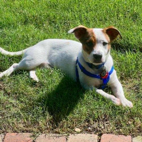 Jefferson, a Adoptable Parson Russell Terrier in Memphis, TN image 2/3