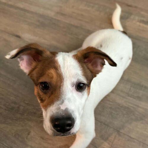 Enlarge Jefferson, a Adoptable Parson Russell Terrier in Memphis, TN image 4/4