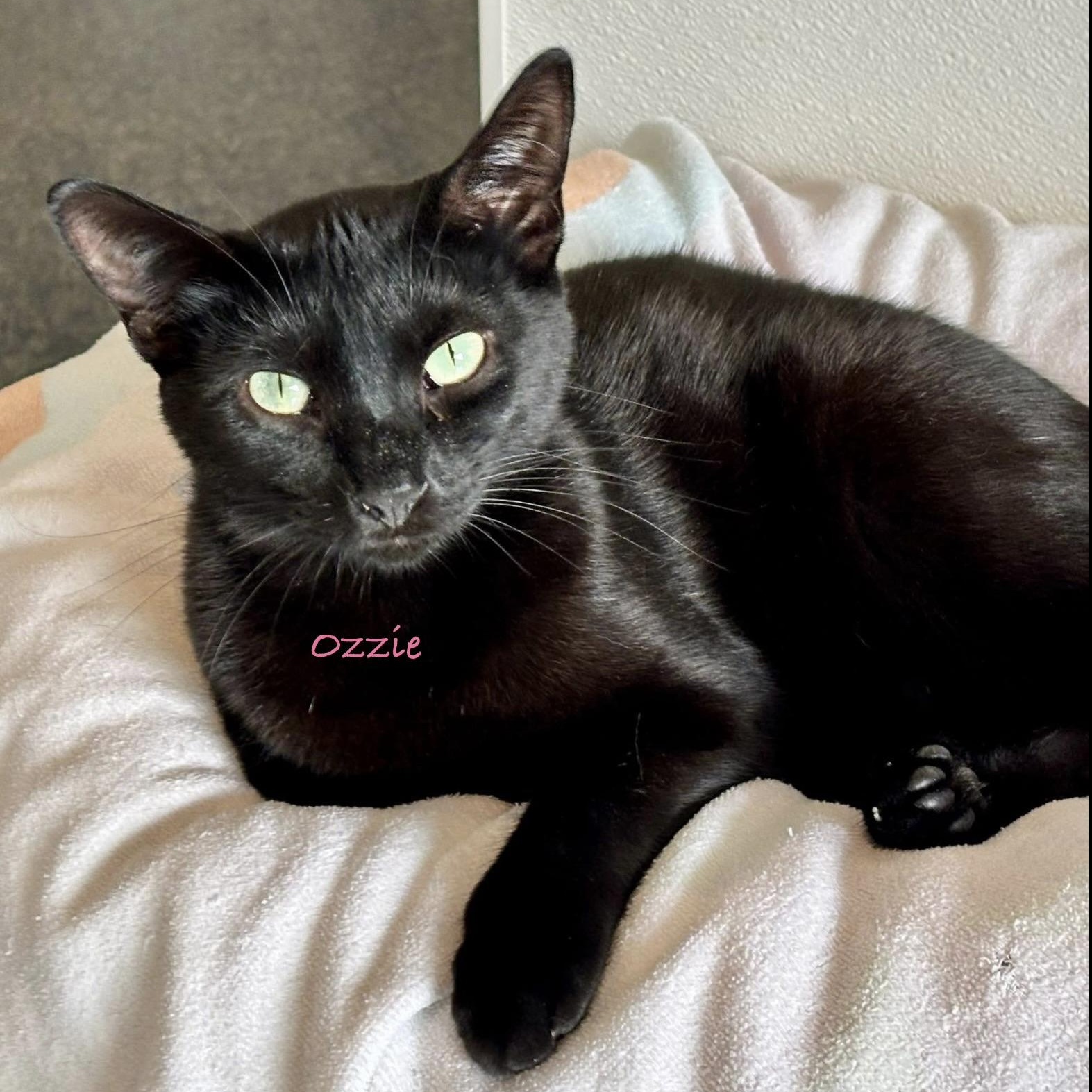 Enlarge Ozzie, an adoptable Domestic Short Hair in Palatine, IL image 2/4