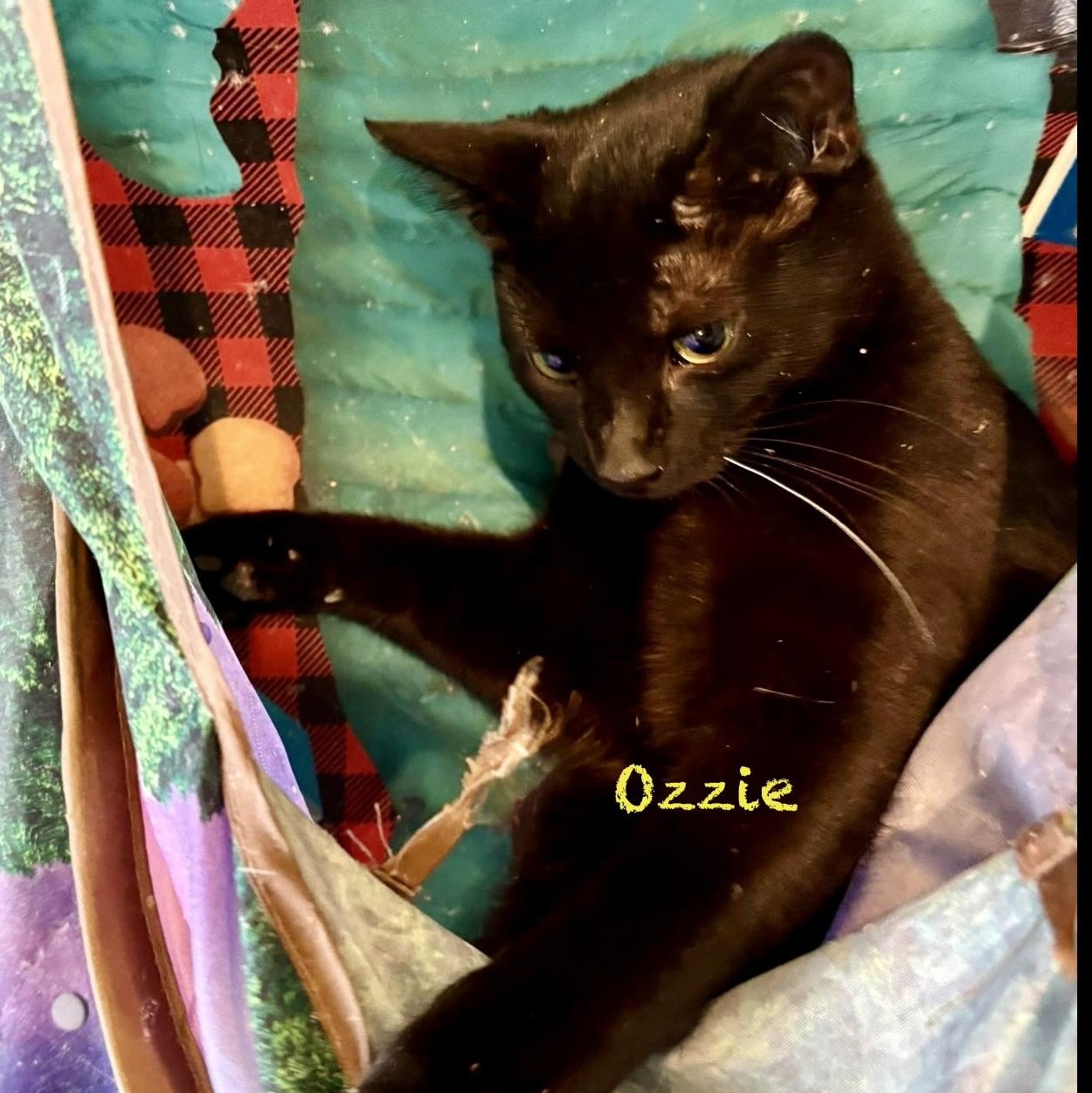 Ozzie, adoptable, Kitten Female Domestic Short Hair.