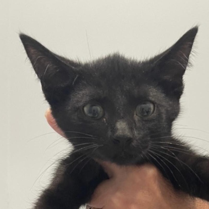 Enlarge Ozzie, an adoptable Domestic Short Hair in Palatine, IL image 2/2