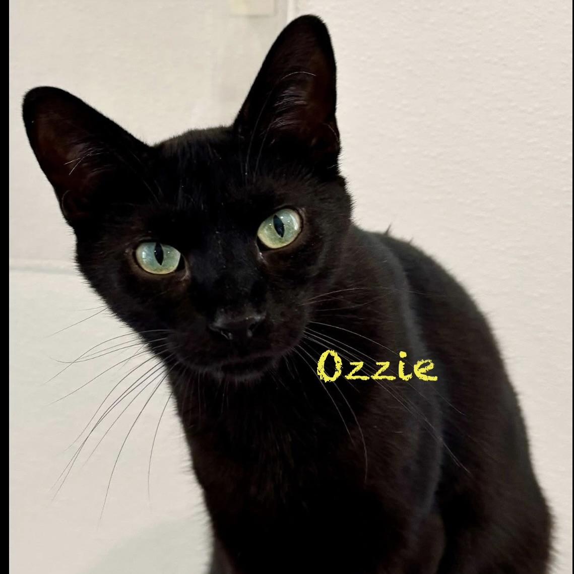 Enlarge Ozzie, an adoptable Domestic Short Hair in Palatine, IL image 2/3
