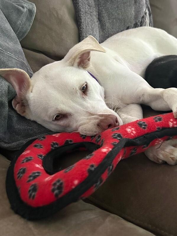 Ivory, Adoptable, Adult Female Labrador Retriever & Mixed Breed.