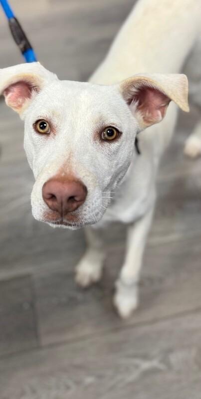 Ivory, Adoptable, Adult Female Labrador Retriever & Mixed Breed.