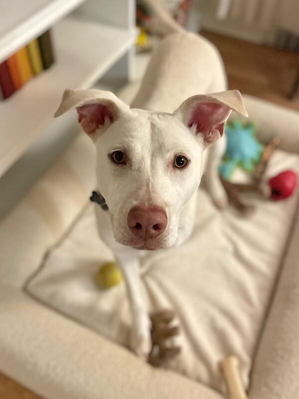 Ivory, Adoptable, Adult Female Labrador Retriever & Mixed Breed.