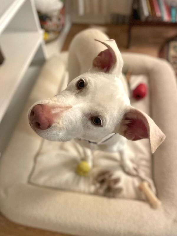 Enlarge Ivory, a Adoptable mixed breed in Berkeley Heights, NJ image 2/6