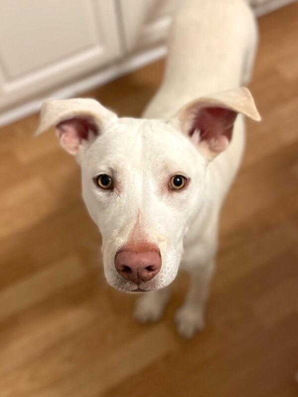 Enlarge Ivory, a Adoptable mixed breed in Berkeley Heights, NJ image 3/6