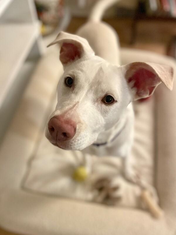 Enlarge Ivory, a Adoptable mixed breed in Berkeley Heights, NJ image 4/6