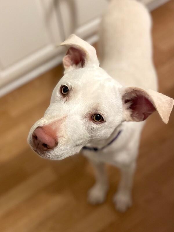 Enlarge Ivory, a Adoptable mixed breed in Berkeley Heights, NJ image 6/6