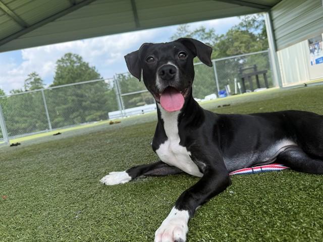 REUX, Adoptable, Puppy Female Pit Bull Terrier & Labrador Retriever.
